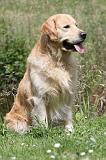 GOLDEN RETRIEVER 383